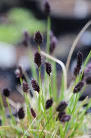 Attēlu rezultāti vaicājumam “Sesleria caerulea”