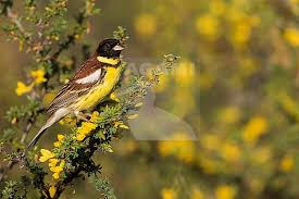 Image result for Emberiza aureola