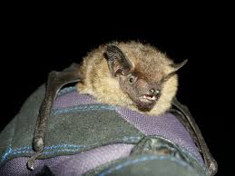 Attēlu rezultāti vaicājumam “Eptesicus serotinus”