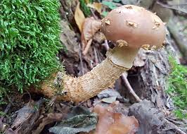 Attēlu rezultāti vaicājumam “Stropharia albocrenulata”