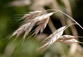 Attēlu rezultāti vaicājumam “Bromus secalinus”