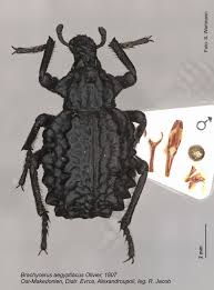 Image result for Brachycerus undatus