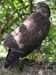 Attēlu rezultāti vaicājumam “Buteo buteo”