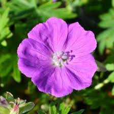 Image result for Geranium `Purple Haze`