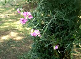 Attēlu rezultāti vaicājumam “Lathyrus pratensis fruit”