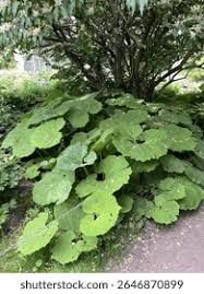 Attēlu rezultāti vaicājumam “Petasites hybridus leaf”