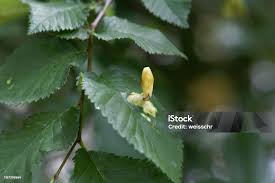 Attēlu rezultāti vaicājumam “Tetraneura ulmi”