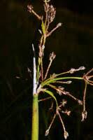 Attēlu rezultāti vaicājumam “Schoenoplectus lacustris subsp. glaucus bud”