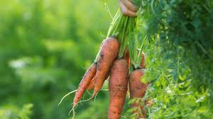 Image result for Möhren