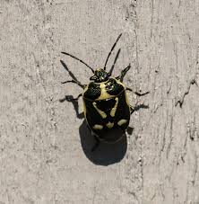 Attēlu rezultāti vaicājumam “Eurydema oleracea imago”