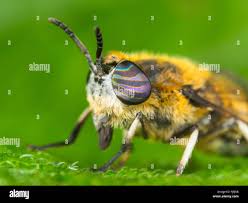 Attēlu rezultāti vaicājumam “Heptatoma pellucens”