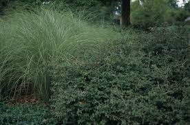 Attēlu rezultāti vaicājumam “Ribes alpinum”