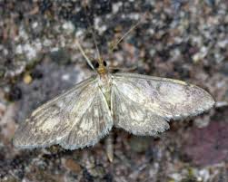 Attēlu rezultāti vaicājumam “Anania lancealis”
