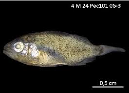 Image result for Lutjanus novemfasciatus