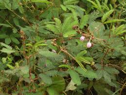 Image result for pohon semalu images