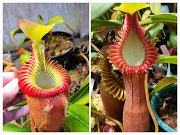 Attēlu rezultāti vaicājumam “Edwardsiana geometrica”