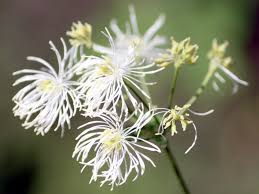 Attēlu rezultāti vaicājumam “Thalictrum aquilegifolium leaf”