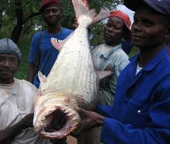 Image result for Goliath Tigerfish