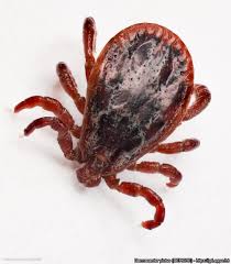 Attēlu rezultāti vaicājumam “Dermacentor reticulatus female”