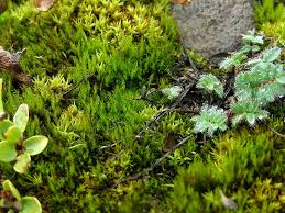 Attēlu rezultāti vaicājumam “Ditrichum flexicaule”