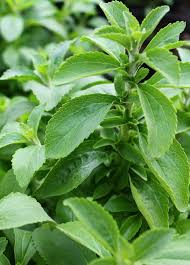 Image result for Stevia rebaudiana