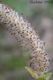 Attēlu rezultāti vaicājumam “Salix purpurea male flower”