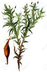 Attēlu rezultāti vaicājumam “Neckera complanata”