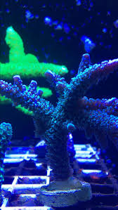 Image result for Sapphire Acro