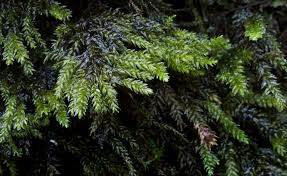 Attēlu rezultāti vaicājumam “Thamnobryum subserratum”