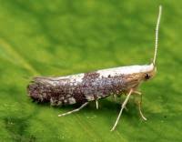 Attēlu rezultāti vaicājumam “Argyresthia spinosella”