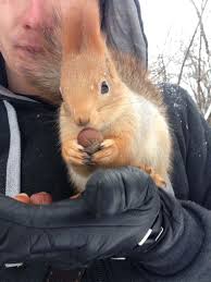 Картинки по запросу белку зажевало в диск