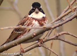 Image result for Emberiza rustica