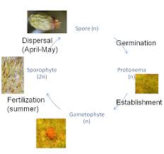 Attēlu rezultāti vaicājumam “Ptilidium pulcherrimum sporophyte”