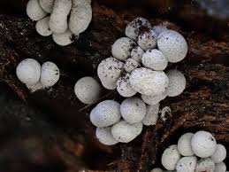 Attēlu rezultāti vaicājumam “Physarum bryomacrocarpum macro”