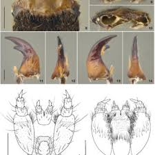 Attēlu rezultāti vaicājumam “Bolitophagus reticulatus imago”