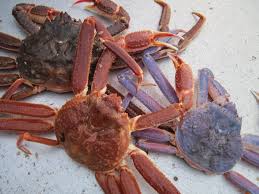 Image result for Chionoecetes opilio