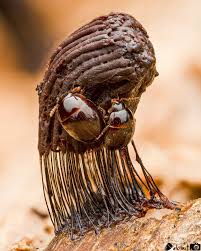 Attēlu rezultāti vaicājumam “Anisotoma humeralis”