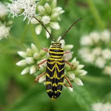Attēlu rezultāti vaicājumam “Cerambycidae”