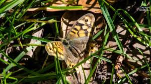 Attēlu rezultāti vaicājumam “Pararge aegeria upperside”