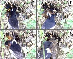 Attēlu rezultāti vaicājumam “Motacilla alba nest”