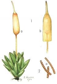 Attēlu rezultāti vaicājumam “Encalypta streptocarpa sporophyte”
