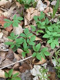 Attēlu rezultāti vaicājumam “Aegopodium podagraria leaf”