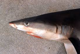 Image result for Carcharhinus acronotus