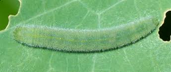 Attēlu rezultāti vaicājumam “Pieris rapae larva”