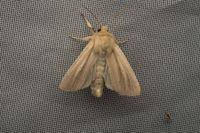 Attēlu rezultāti vaicājumam “Mythimna impura”