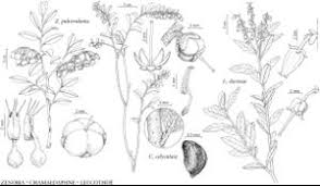 Attēlu rezultāti vaicājumam “Chamaedaphne calyculata flower”