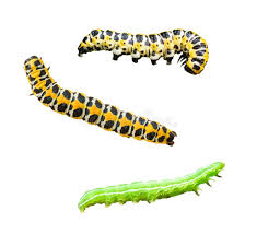 Attēlu rezultāti vaicājumam “Orthosia sp. larva”