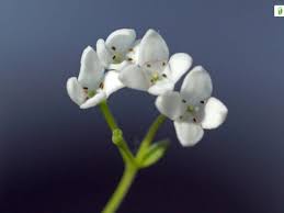 Attēlu rezultāti vaicājumam “Galium elongatum flower”