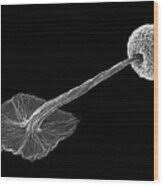 Attēlu rezultāti vaicājumam “Didymium sp.”