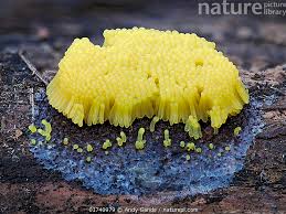 Attēlu rezultāti vaicājumam “Stemonitis flavogenita”